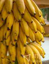 Cacho de Bananas Maduras